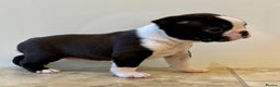 Boston Terrier dogs for sale: Boston Terriers for sale - Advert 6
