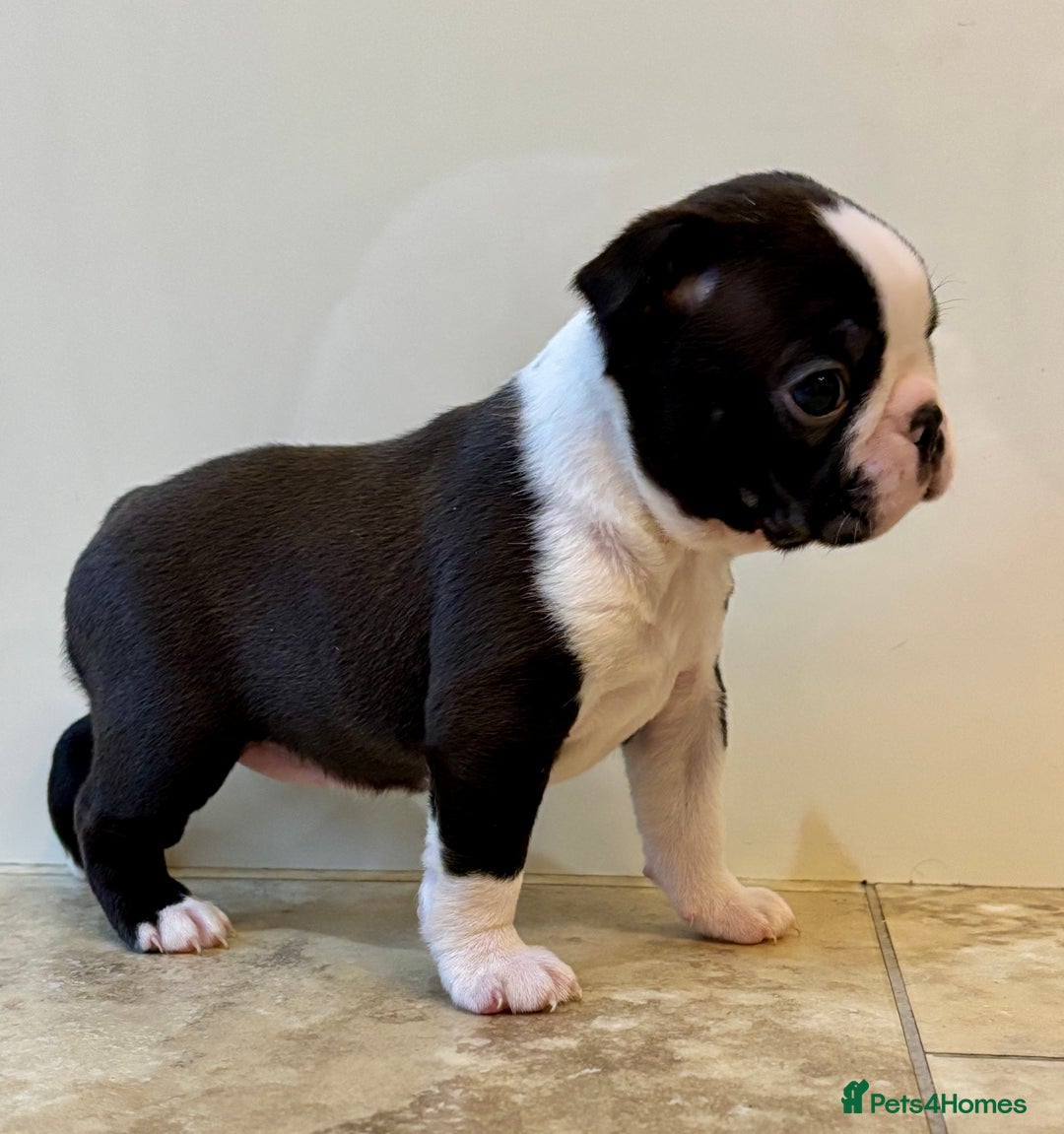 Boston Terrier dogs for sale: Boston Terriers for sale - Advert 6