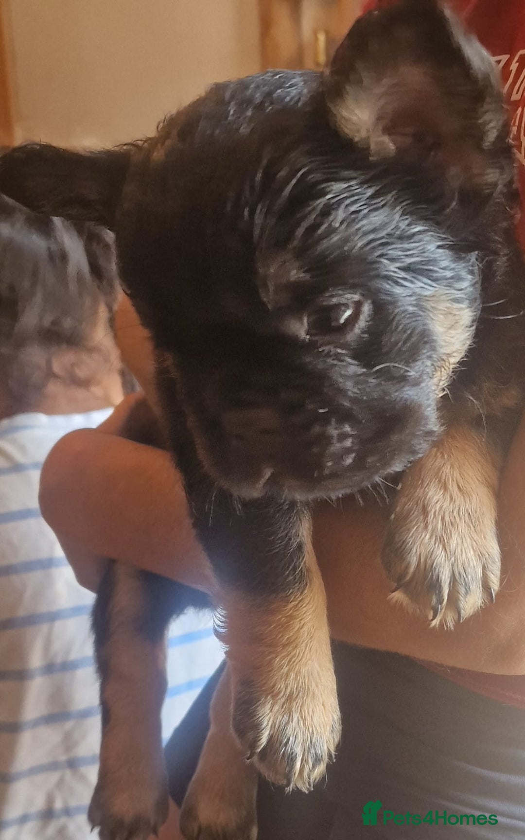 French Bulldog dogs for sale: Fluffy frenchies for sale call 07760346117 - Image 8