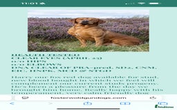 Labrador Retriever dogs for sale: KC registered Fox Red Labrador puppies  - Image 16