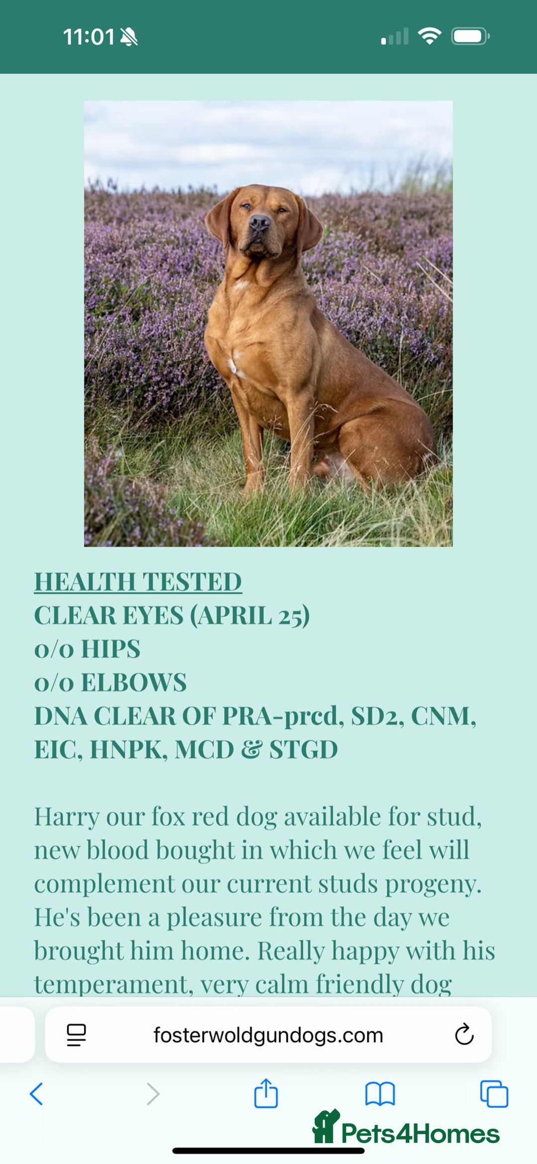 Labrador Retriever dogs for sale: KC registered Fox Red Labrador puppies  - Image 16