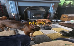 Mixed Breed dogs for sale: Beautiful Chow-Pei Puppies - Image 12