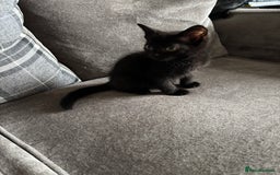 Domestic Shorthair cats for sale: Domestic short hair Male kitten  - Image 1