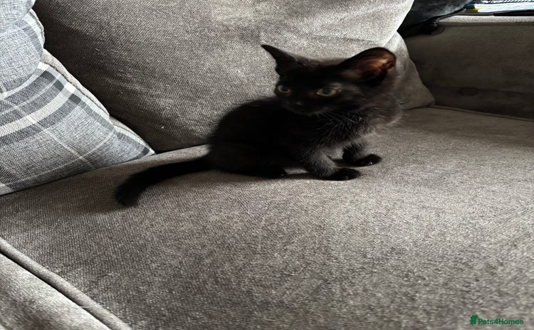 Domestic Shorthair cats - Advert 10