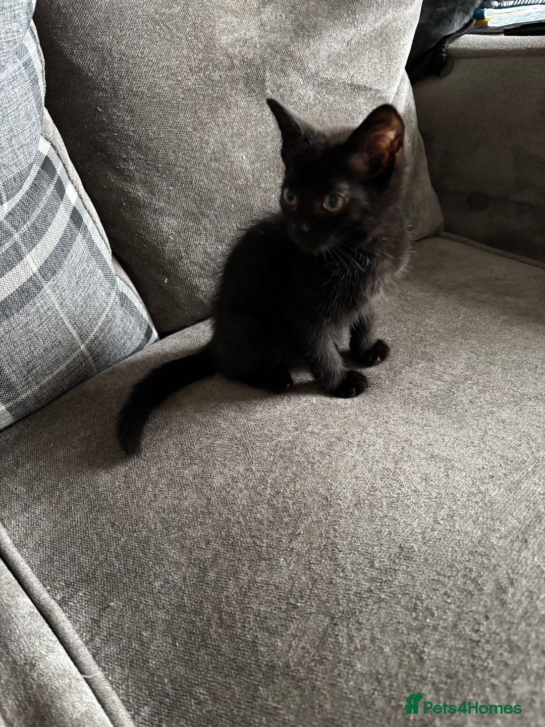Domestic Shorthair cats for sale: Domestic short hair Male kitten  - Image 1