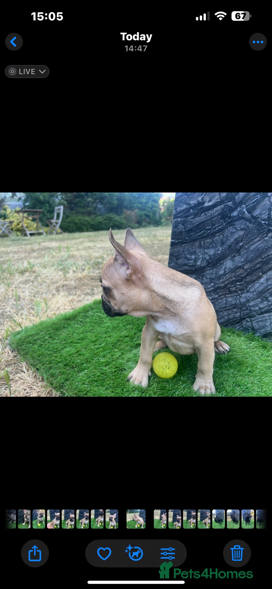 French Bulldog dogs for sale: French bulldog puppys  - Advert 11