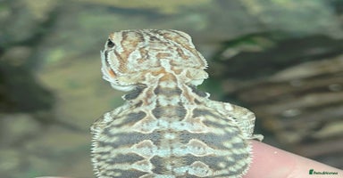 Bearded Dragon reptiles - Advert 2