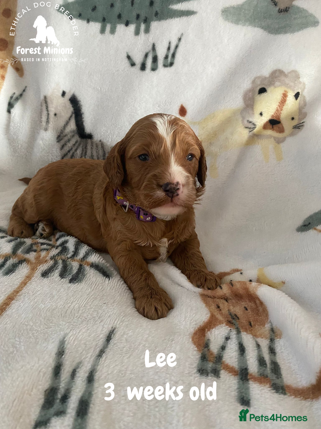 Cockapoo dogs for sale: Beautiful Cockapoo puppies (DNA CLEAR) - Advert 13