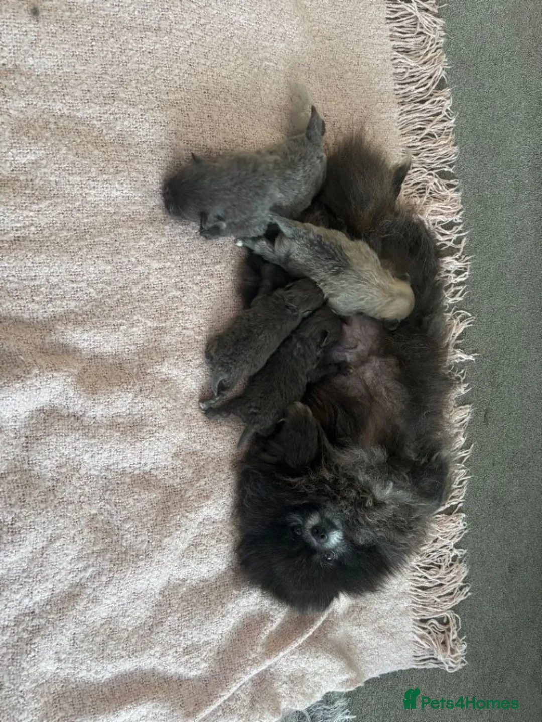 Pomeranian dogs for sale: Lilac Pomeranian Puppies - Advert 8