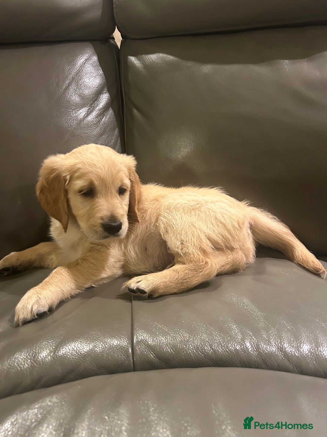 Golden Retriever dogs for sale: Gorgeous golden retriever puppies for sale - Image 1