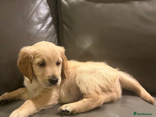 Golden Retriever dogs - Advert 4