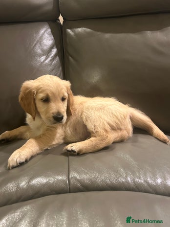 Golden Retriever dogs - Advert 6