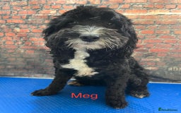 Sproodle dogs for sale: Lovely Sproodles (Springerpoos) - Image 20