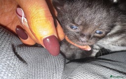 British Shorthair cats for sale: Kittens  - Advert 12