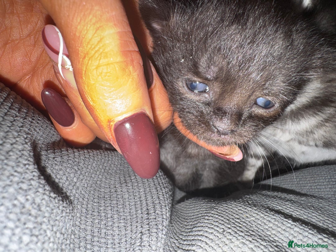 British Shorthair cats for sale: Kittens  - Advert 12