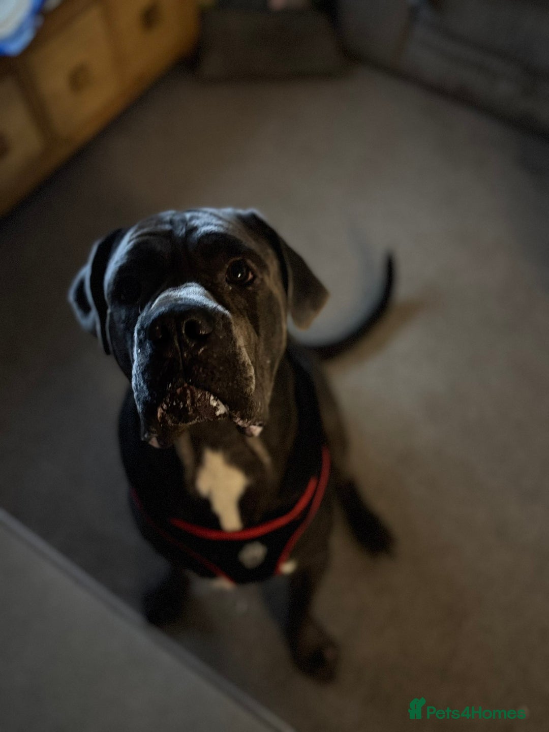 Cane Corso dogs for sale: That (Tye) looking for his forever home  - Image 11