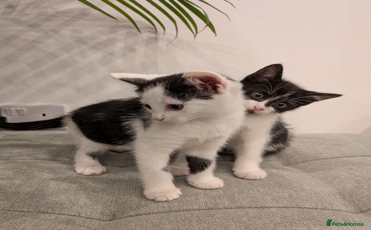 Mixed Breed cats - Advert 1