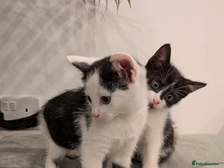 Mixed Breed cats for sale - Advert 1