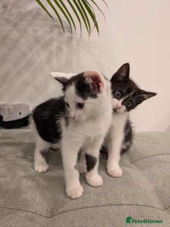 Mixed Breed cats - Advert 6