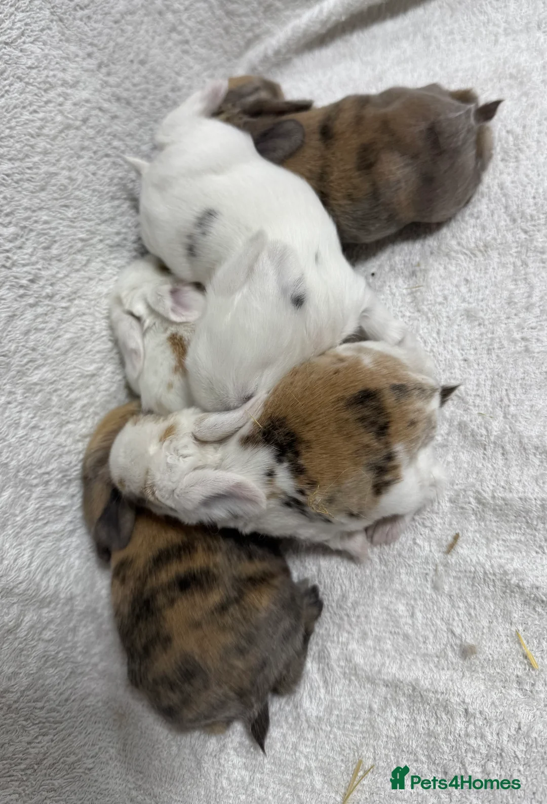 Mixed Breed rabbits for sale: Baby Mini Lion Lops - Advert 2