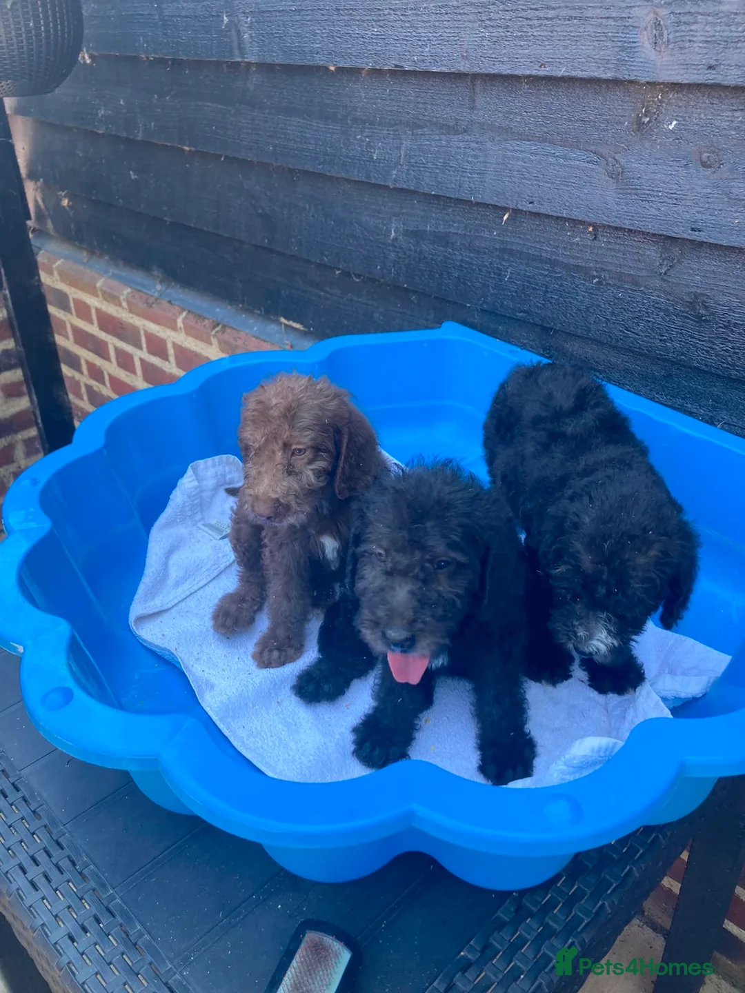 Bedlington Terrier dogs for sale: Bedlington terrie   - Advert 3