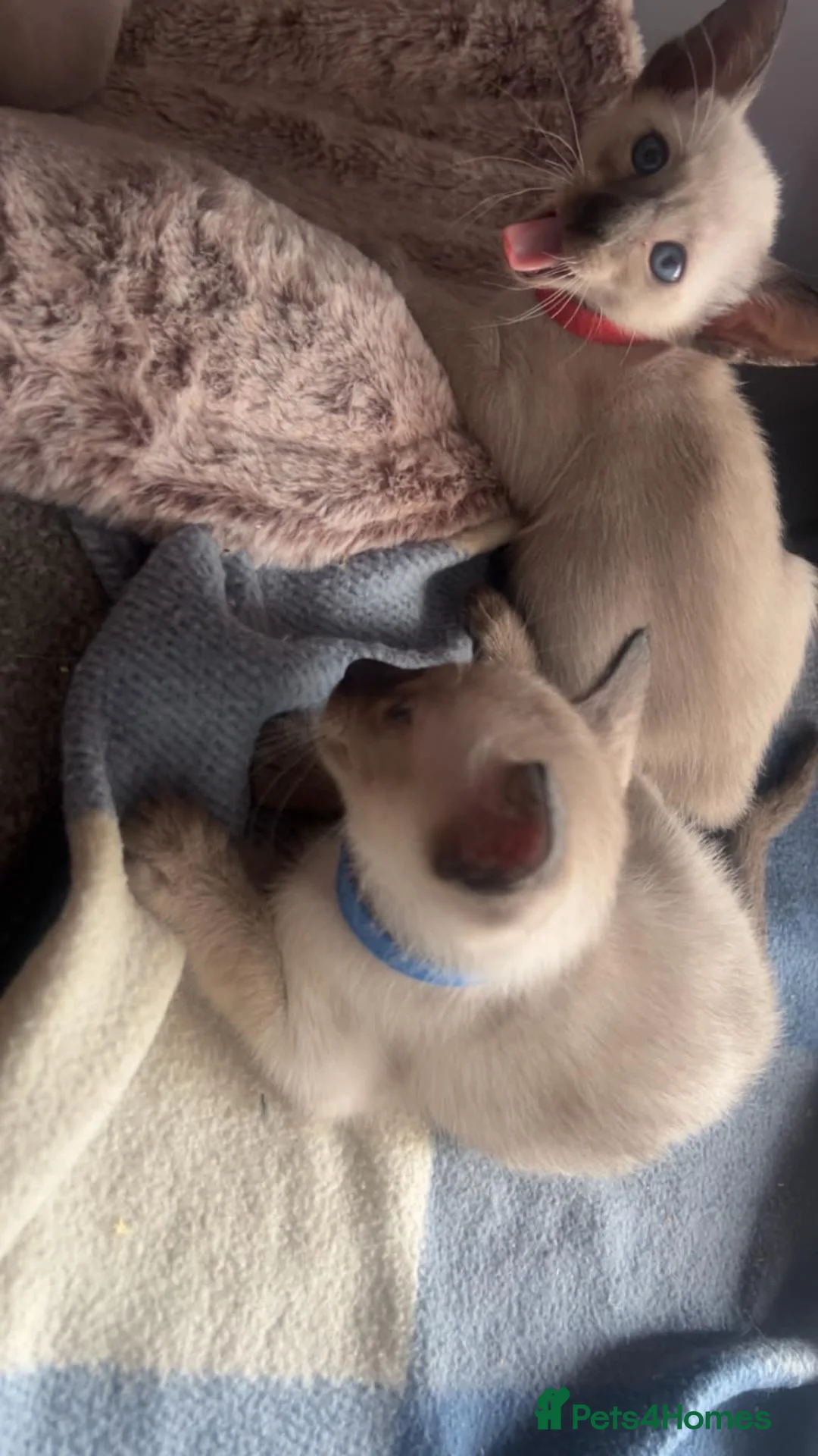Siamese cats for sale: Stunning GCCF registered Siamese Kittens for sale - Advert 18
