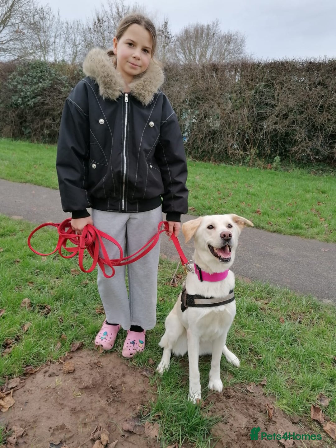 Mixed Breed dogs for adoption: ❤️🐶 HONEY – Gentle Labrador Cross Girl ❤️🐶 - Advert 12