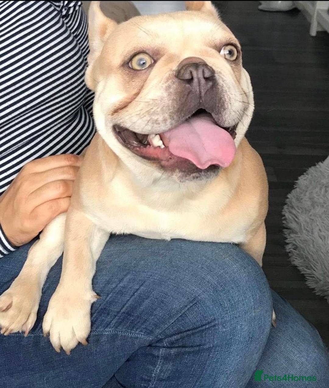 French Bulldog dogs for sale: Stunning French Bulldog Puppy - Advert 3