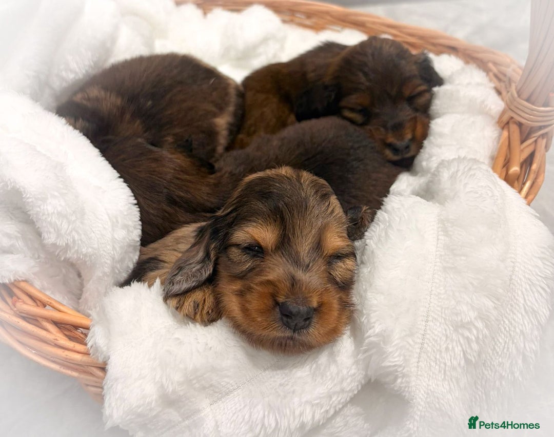 Miniature Dachshund dogs for sale: Quality Russian shaded red minis - Advert 5