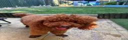 Miniature Poodle dogs for stud: Teddy  KC registered DNA checked miniature poodle  - Advert 4