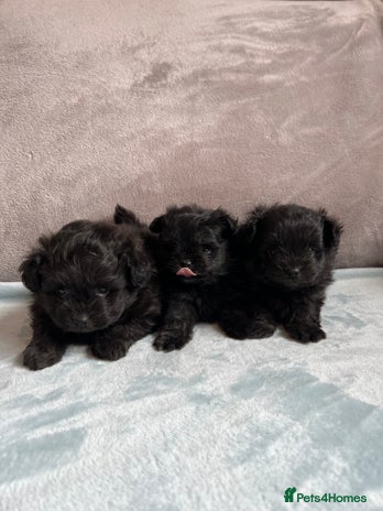 Pomapoo Mable Pomapoo Dogs Breed - Information, Temperament, Size & Price | Pets4Homes