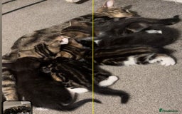 American Shorthair cats for sale: American short hair tabby kittens - Image 19