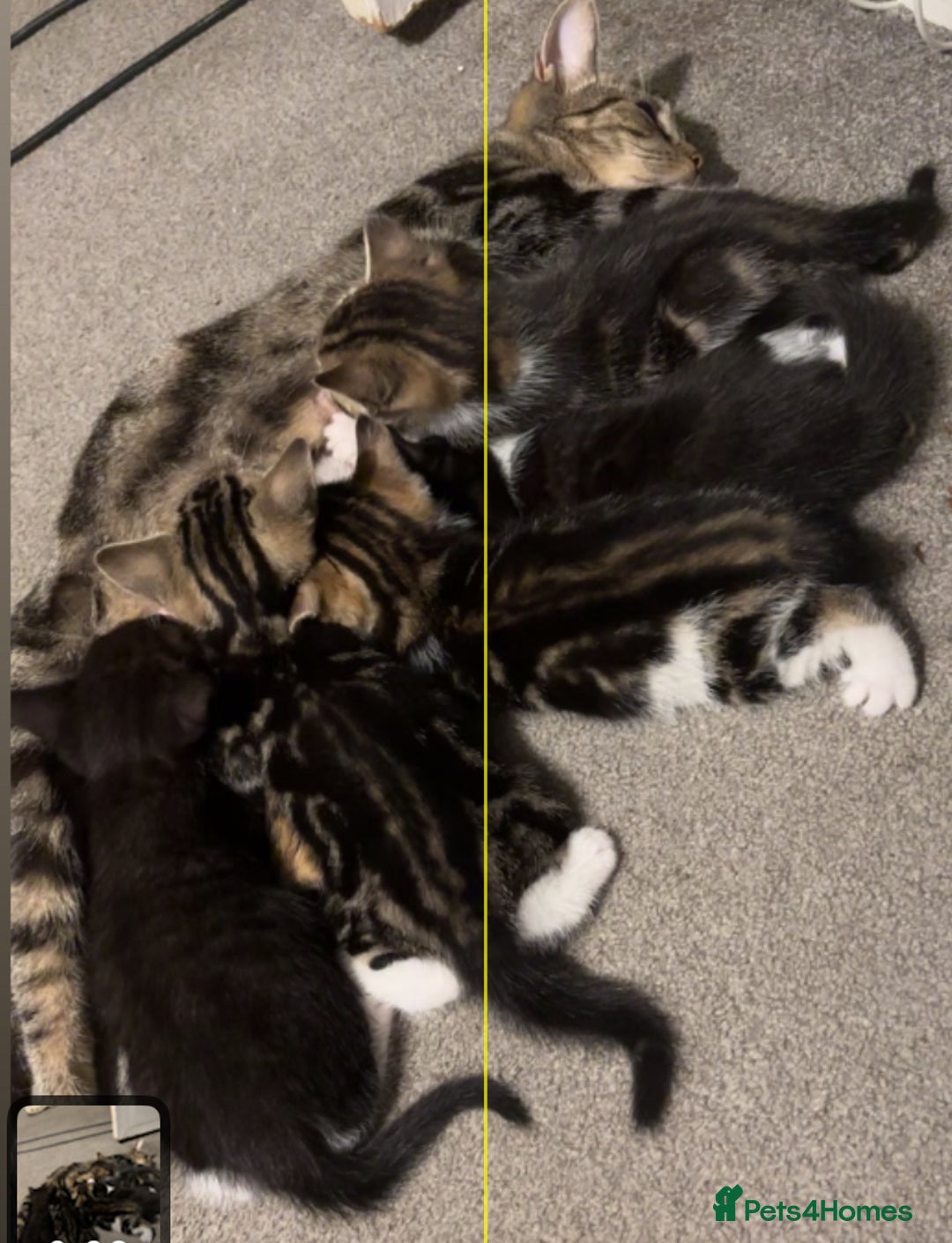 American Shorthair cats for sale: American short hair tabby kittens - Image 19