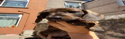 Miniature Dachshund dogs for sale: READ NOW litter of miniature dachshunds  - Advert 11
