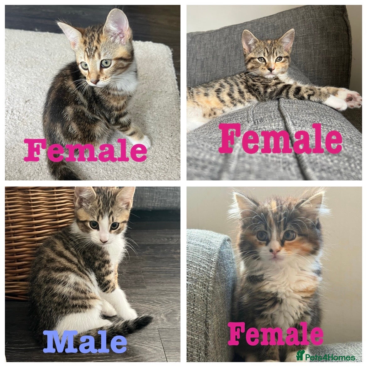 Mixed Breed cats Mixed Breed Pedigree Cross Kittens M/F - Advert 1