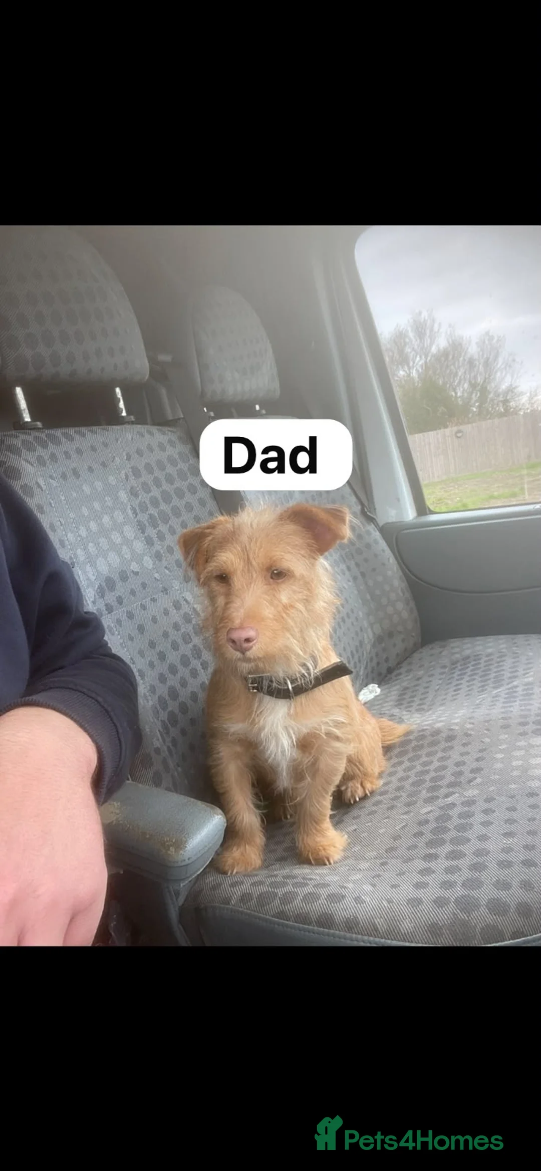 Jack Russell dogs for sale: Jack Russell puppies  - Advert 2