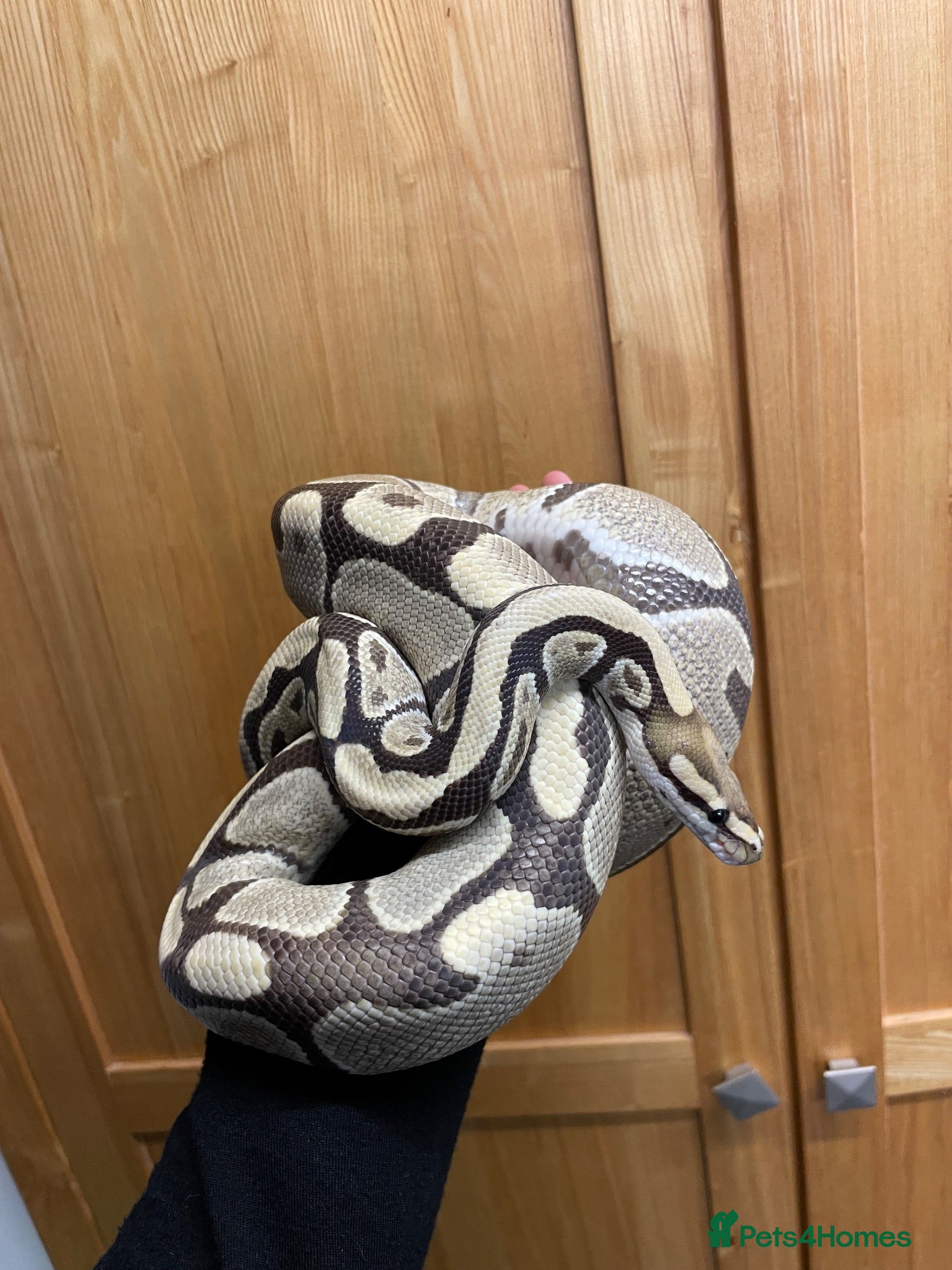 Python Snake reptiles Sweet-natured Desert Ghost Royal Python - Advert 1