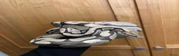 Python Snake reptiles for sale: Sweet-natured Desert Ghost Royal Python - Advert 1