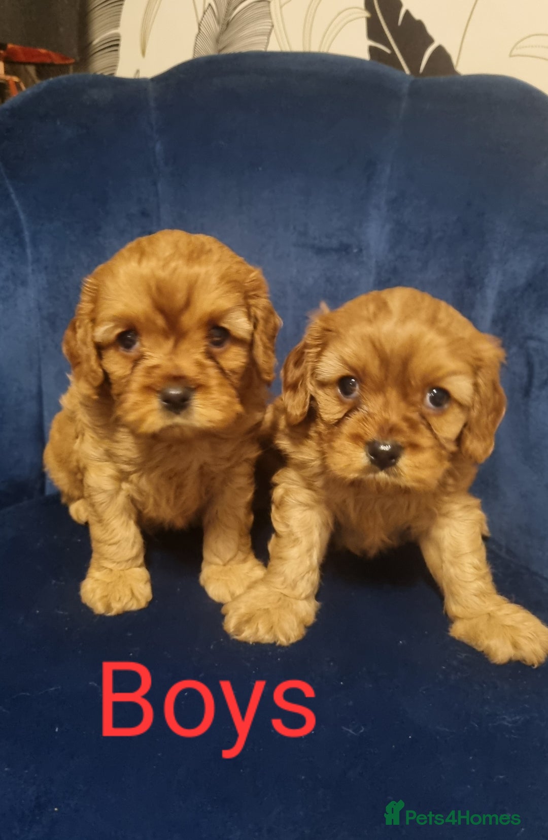 Cavapoo dogs for sale: beautiful fox red miniature cavapoo puppies - Image 2