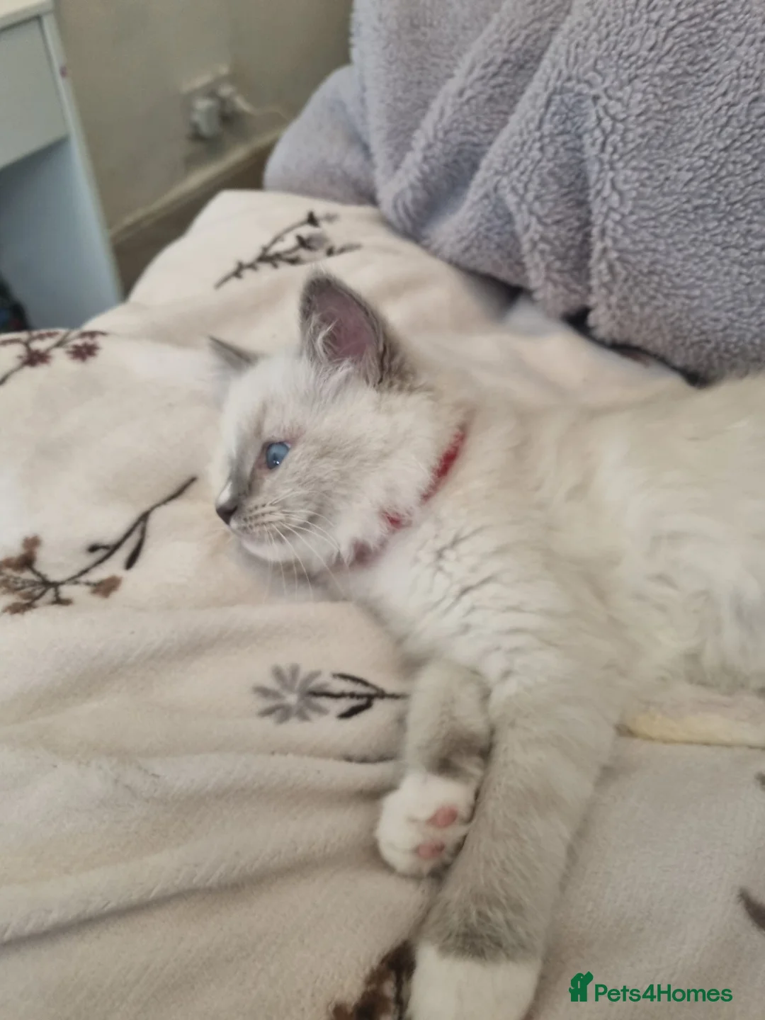 Ragdoll cats for sale: Gccf tica ragdoll kittens - Advert 2