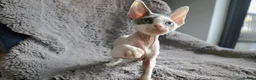 Devon Rex cats for sale: Odd eye Devon Rex boy available - Advert 4