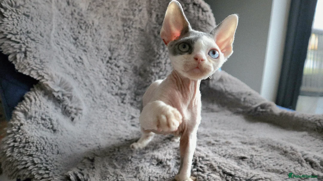 Devon Rex cats for sale: Odd eye Devon Rex boy available - Advert 4