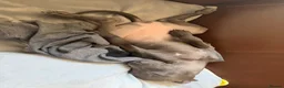 Italian Greyhound dogs for sale: Italian Greyhound Puppy Looking for a New Home in London - Advert 3