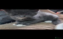 Mixed Breed cats for sale: Kittens ready now  - Image 8