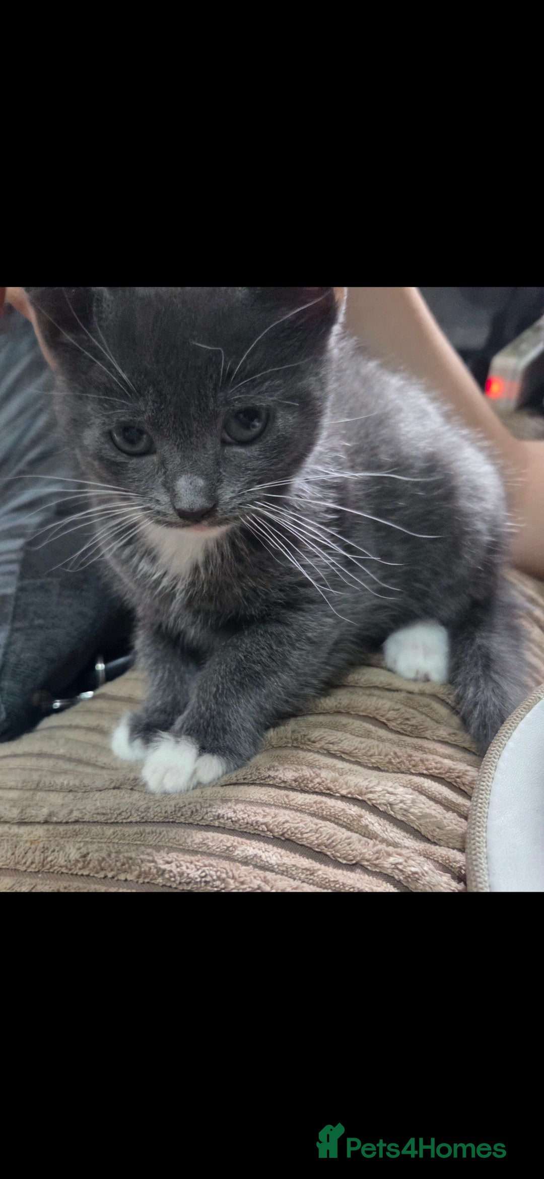 Mixed Breed cats for sale: Kittens ready now  - Image 8