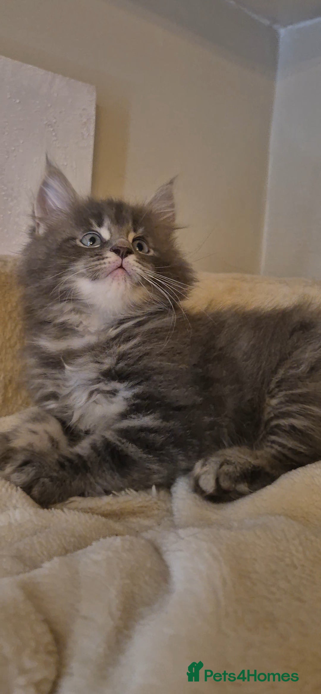 Maine Coon cats for sale: Friendly Maine coone mix baby's ready to go  - Advert 29