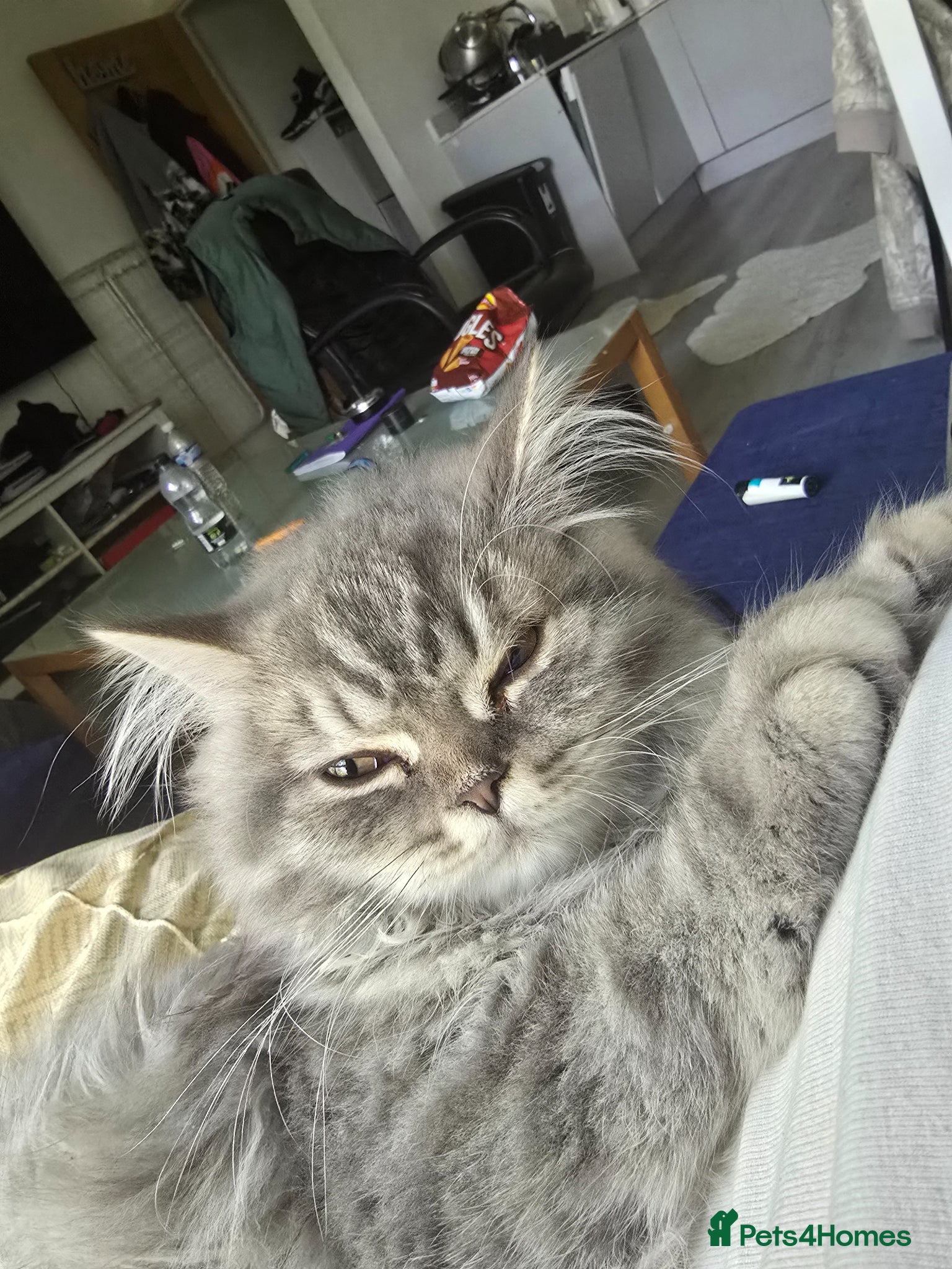 British Longhair cats NINA  - Advert 8