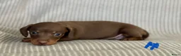 Miniature Dachshund dogs for sale: Miniature Dachshund puppies - Advert 9