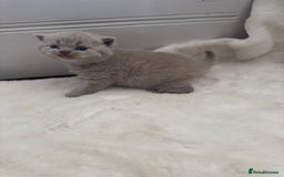 British Shorthair cats for sale: GCCF British shorthair lilac male kitten  - Image 9