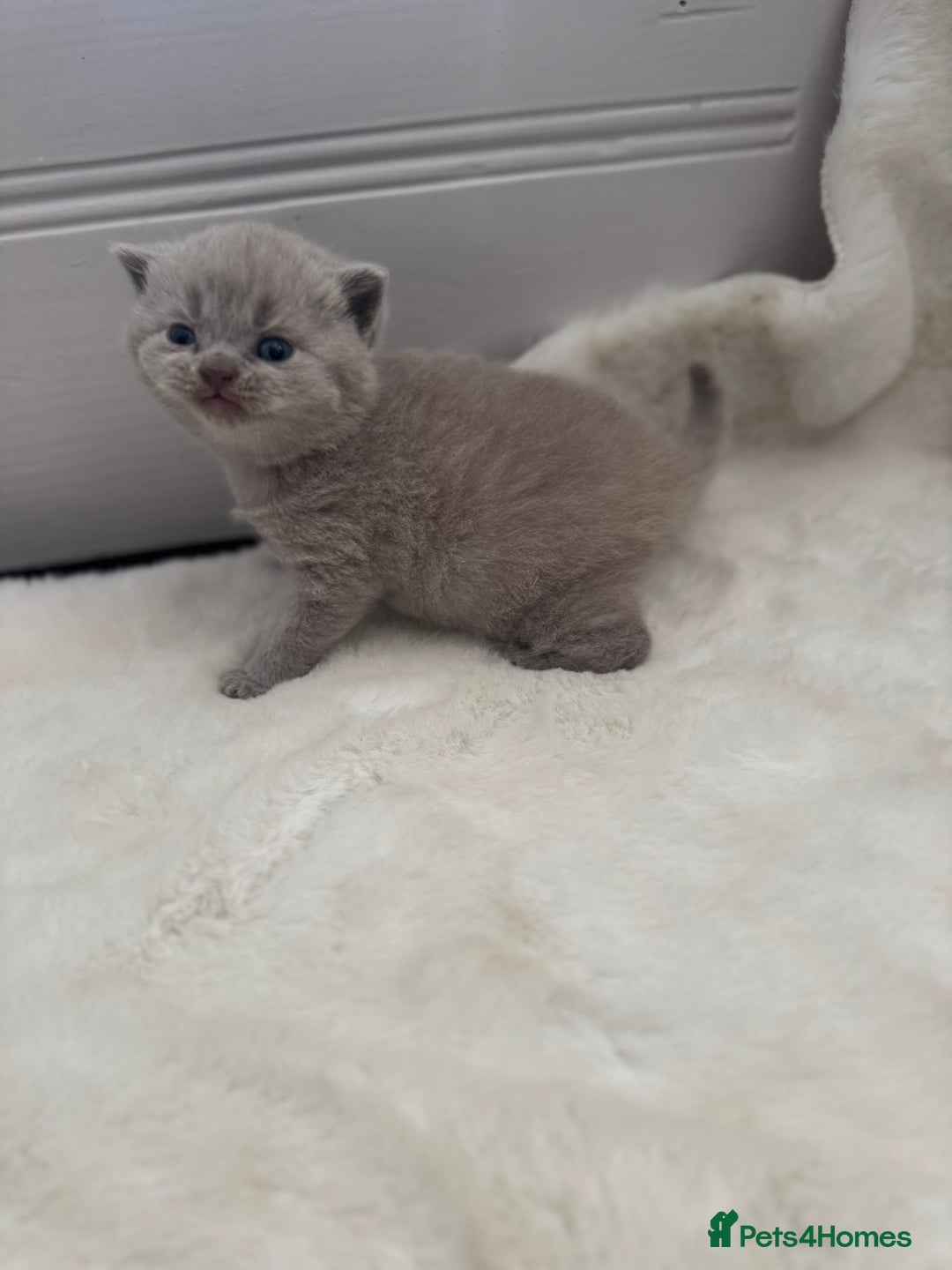 British Shorthair cats for sale: GCCF British shorthair lilac male kitten  - Image 9